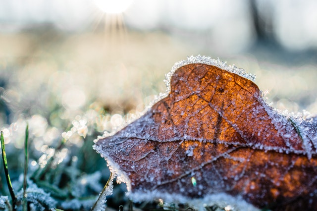How to Look After Your Garden in Winter